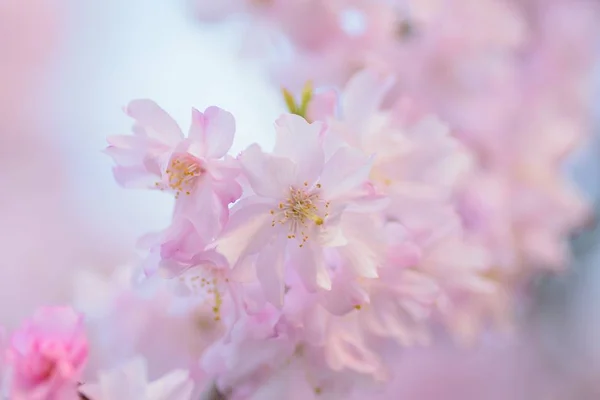 Textura Macro Flores Japonesas Rosa Chorando Cereja — Fotografia de Stock
