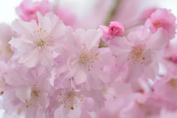 Macro Texture Japanese Pink Weeping Cherry Blossoms Horizontal Frame — Stock Photo, Image