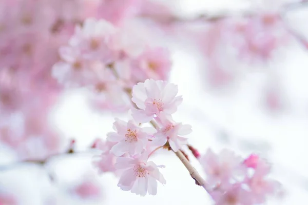 Macro Texture Japanese Pink Weeping Cherry Blossoms Horizontal Frame — Stock Photo, Image