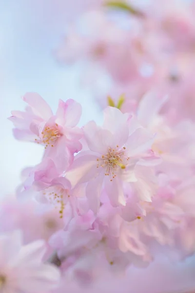 Macro Textuur Van Japanse Roze Geween Cherry Blossoms Horizontale Frame Stockfoto
