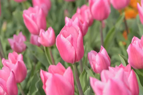 Fleurs Tulipes Dans Jardin Printemps — Photo
