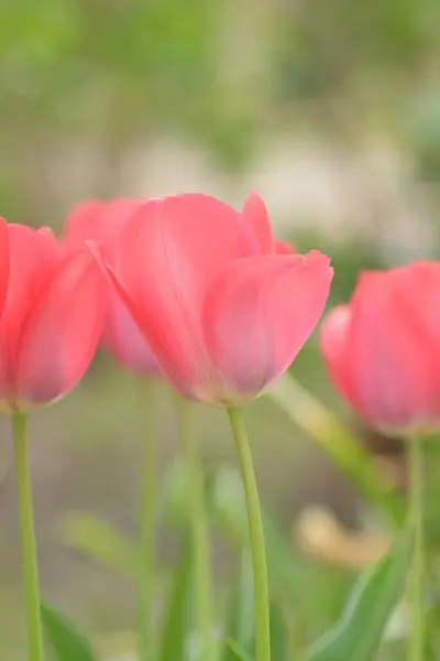 Tulipán Virágok Tavaszi Kertben — Stock Fotó