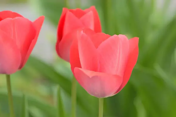 Tulipán Virágok Tavaszi Kertben — Stock Fotó