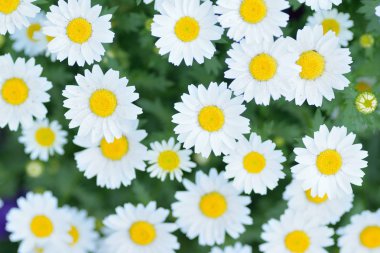 Bahçede açan güzel papatya çiçekleri