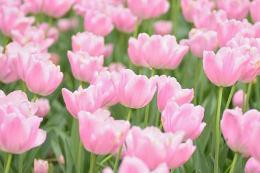 Bahçedeki güzel laleler