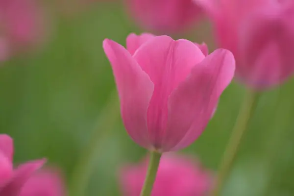 Bahçedeki güzel laleler