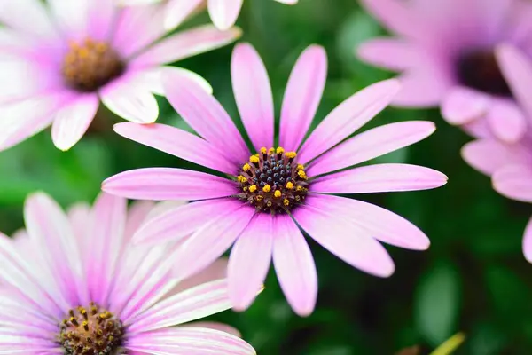 Güneşli yaz gününde bahçede yetişen güzel çiçekler.