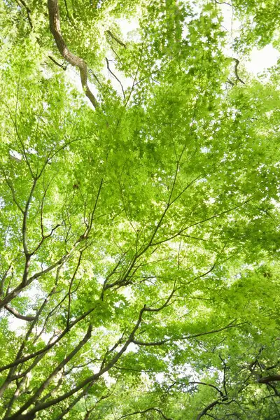 Green Trees Forest Sky Background — Stock Photo, Image