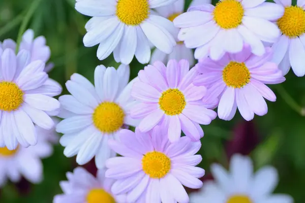 아름다운 꽃들이 펼쳐져 — 스톡 사진