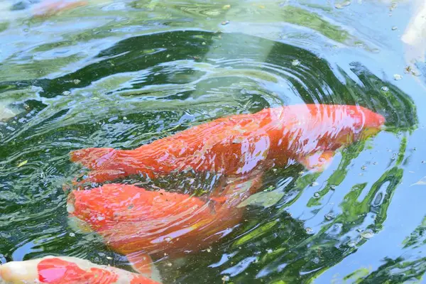 Koi Рыбы Пруду — стоковое фото