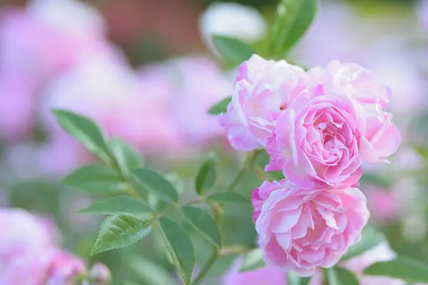 庭に美しい明るいバラ — ストック写真