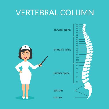 Vektör diyagramı. Omurga segmentleri: boyun, göğüs, lomber, sakrum, kuyruksokumu. Vertebral sütun. Tıp doktoru kadın açıklar ve gösterir. Başlık sayfası veya poster düz tasarım.