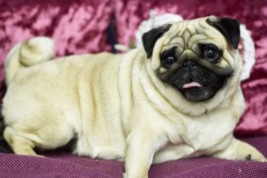 karanlık ve aydınlık pug birlikte oynama