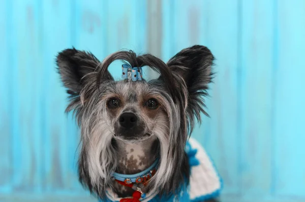 Pes v oblečení na modrém pozadí dřevěné vintage — Stock fotografie