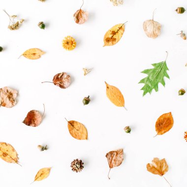 sonbahar sonbahar düz lay