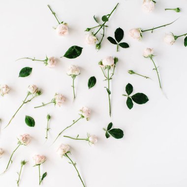 Beyaz arkaplanda güller.