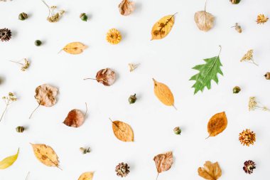 sonbahar sonbahar düz lay