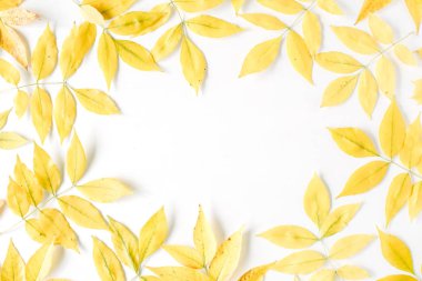 Sarı sonbahar sonbahar yaprakları