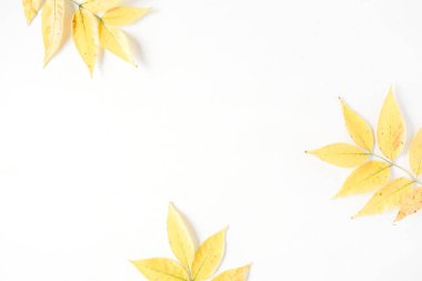 Sarı sonbahar sonbahar yaprakları