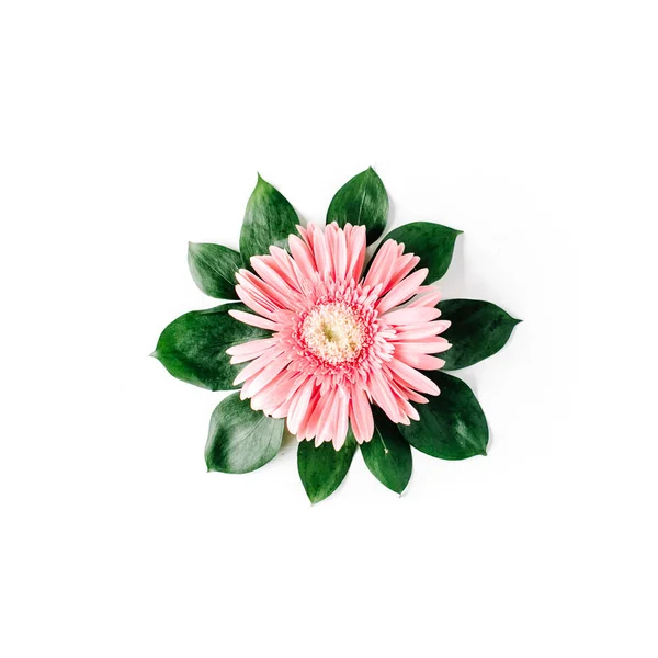 Gerbera rosa margherita su sfondo bianco — Foto Stock