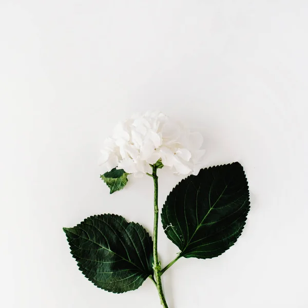 Fehér hortenzia izolált fehér alapon — Stock Fotó