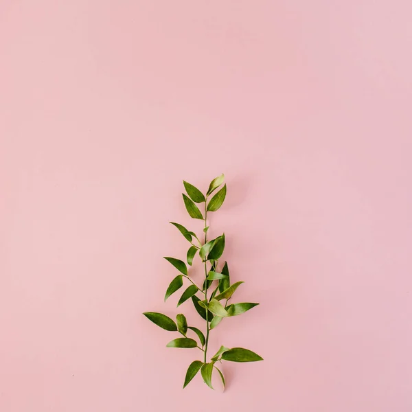 Groene verse branch op roze achtergrond — Stockfoto