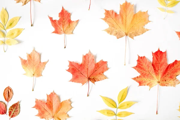 Червона осінь кленового листя візерунок — стокове фото