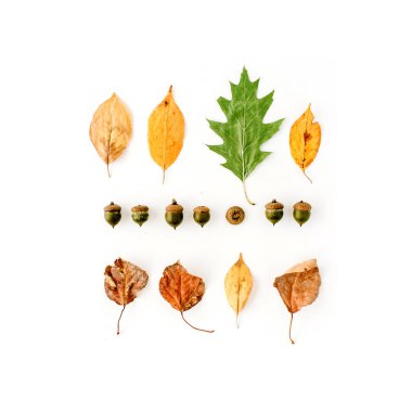 sonbahar sonbahar düz lay