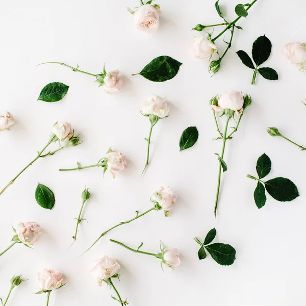 Rózsák fehér alapon — Stock Fotó