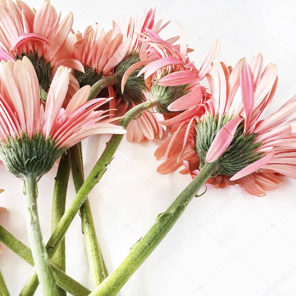 gerberas on white background