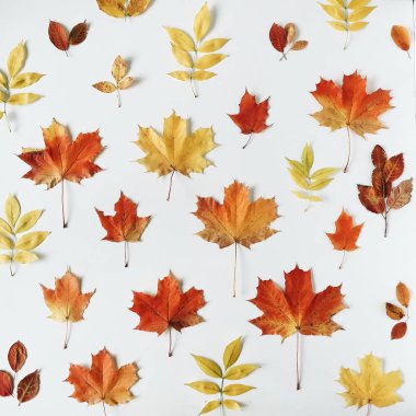 akçaağaç yaprağı deseni