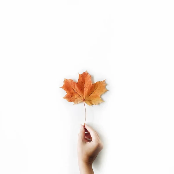 Czerwony jesień liść klonu w dziewczynkę za rękę — Zdjęcie stockowe