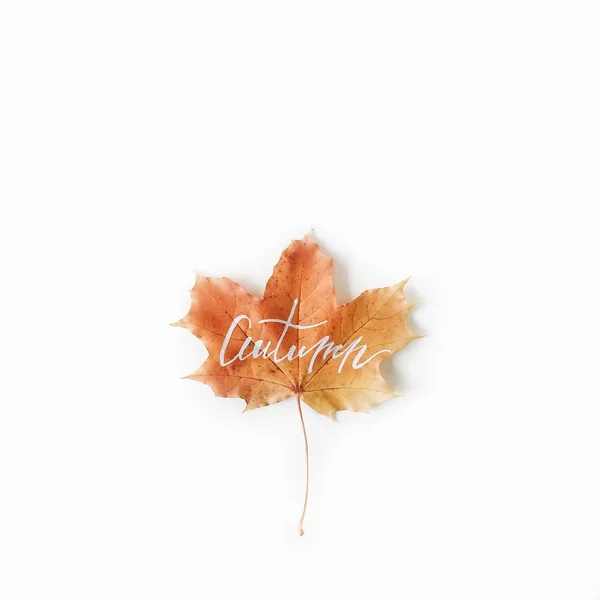 Rotes Herbst-Ahornblatt — Stockfoto