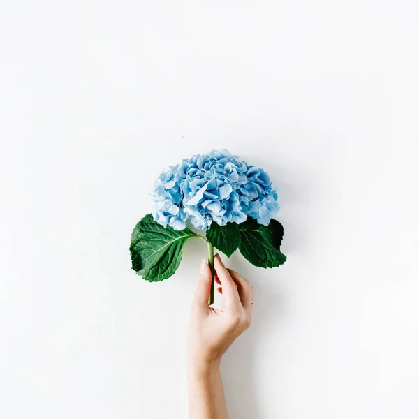 Güzel ortanca çiçek kızın elinde — Stok fotoğraf