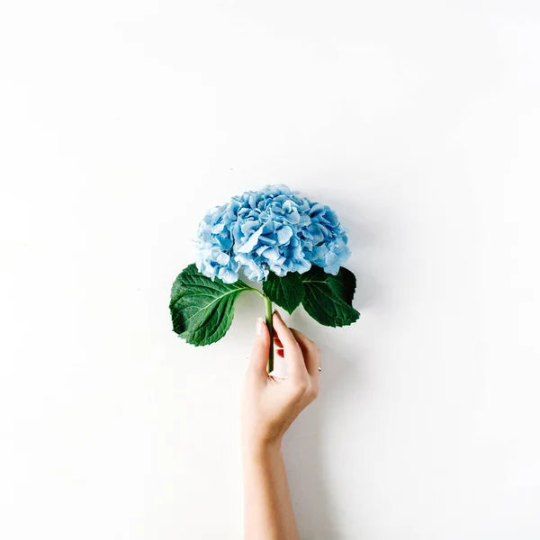 Beautiful hydrangea flower in girl's hand — Stock Photo, Image