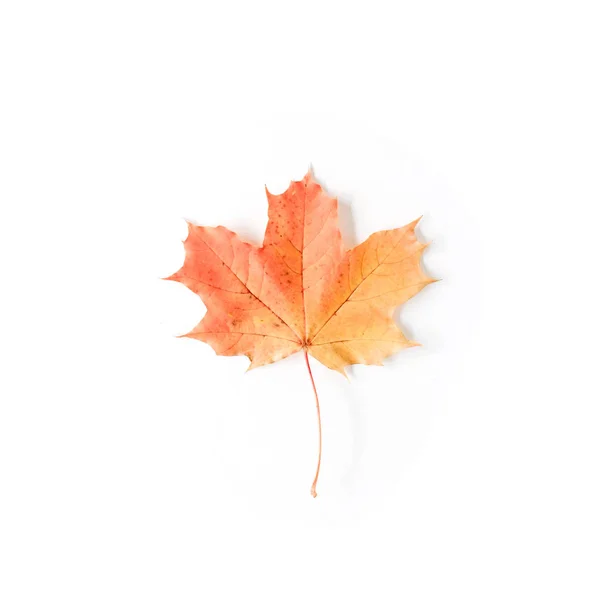 Feuille d'érable rouge d'automne — Photo