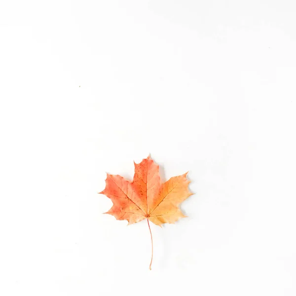 Модная плоская композиция с осенним листом — стоковое фото