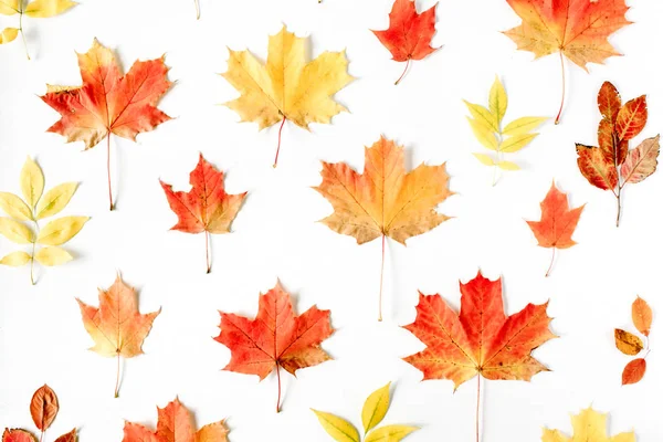 Composição de leigos plana na moda com folha de outono — Fotografia de Stock