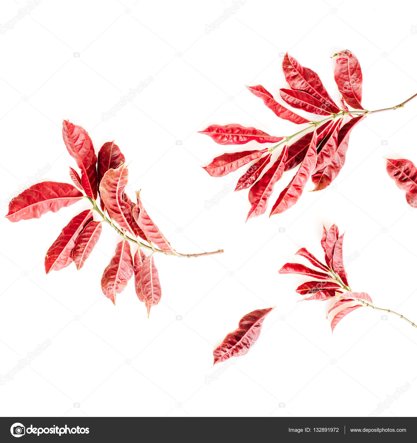 Red leaves on white background — Stock Photo © maximleshkovich 132891972