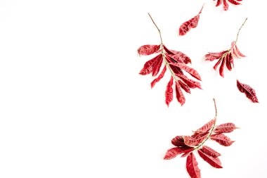 beyaz zemin üzerine kırmızı yaprakları