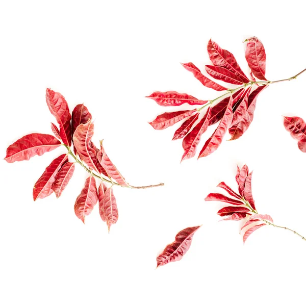 Красные листья на белом фоне — стоковое фото
