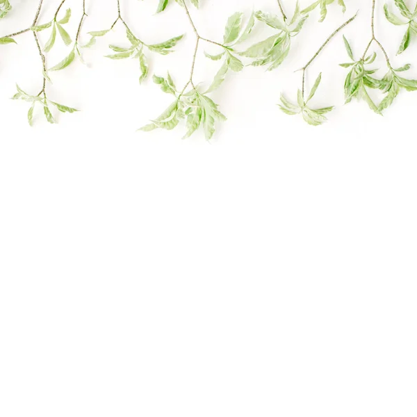 Green leaf pattern on white background — Stock Photo, Image