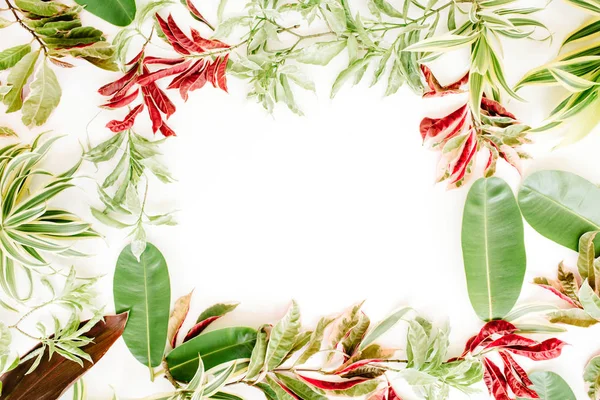 Κόκκινο και πράσινο πέταλα και τα φύλλα πλαίσιο σε λευκό — Φωτογραφία Αρχείου