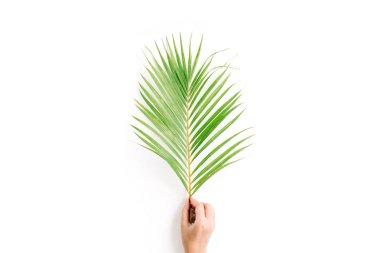 Kızın elini üzerine beyaz izole dalında güzel palm
