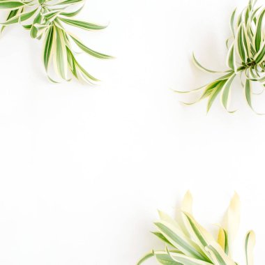 Beyaz arka plan karede egzotik yeşil yaprakları