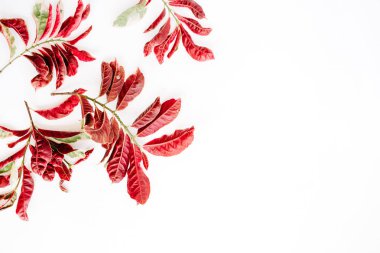 beyaz zemin üzerine kırmızı yaprakları