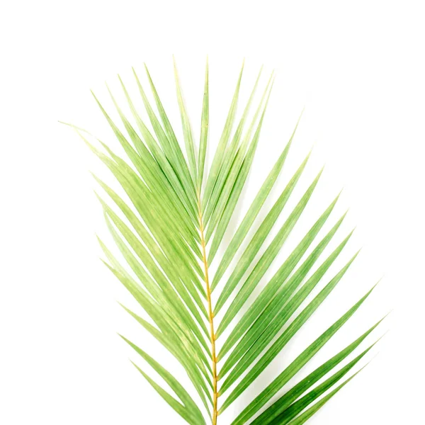 Beyaz arka plan üzerinde izole palmiye dalı — Stok fotoğraf