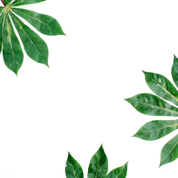 Yeşil palmiye dalları çerçeve — Stok fotoğraf