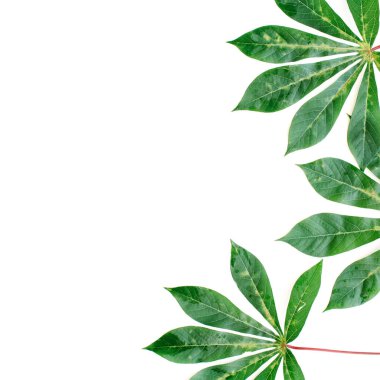 beyaz zemin üzerine yeşil palmiye dalları