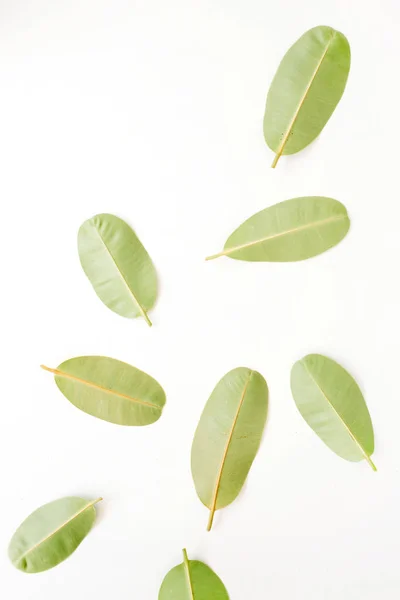 흰 배경의 푸른 잎들 — 스톡 사진